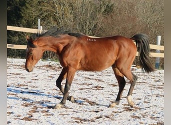 Arabian horses, Gelding, 3 years, 15.1 hh, Brown