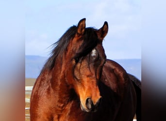 Arabian horses, Gelding, 3 years, 15.1 hh, Brown