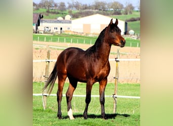 Arabian horses, Gelding, 3 years, 15.1 hh, Brown