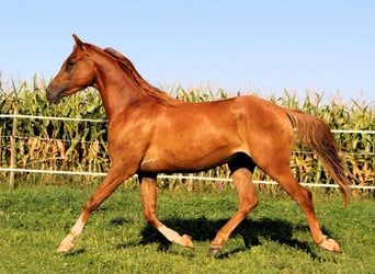 Arabian horses, Gelding, 3 years, 15,1 hh, Chestnut-Red