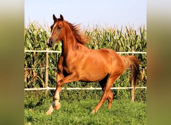 Arabian horses, Gelding, 3 years, 15,1 hh, Chestnut-Red