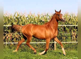 Arabian horses, Gelding, 3 years, 15,1 hh, Chestnut-Red