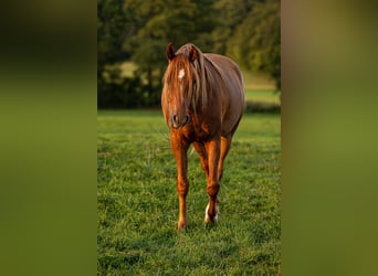 Arabian horses, Gelding, 3 years, 15.1 hh, Chestnut-Red
