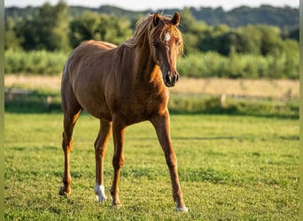 Arabian horses, Gelding, 3 years, 15.1 hh, Chestnut-Red