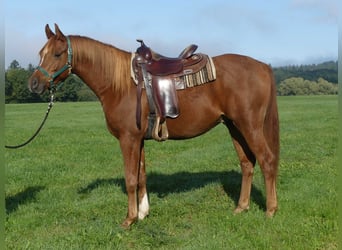 Arabian horses, Gelding, 3 years, 15.1 hh, Chestnut-Red