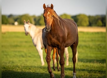 Arabian horses, Gelding, 3 years, 15.1 hh, Chestnut-Red
