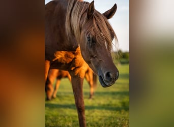 Arabian horses, Gelding, 3 years, 15.1 hh, Chestnut-Red