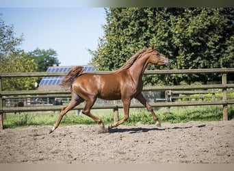 Arabian horses, Gelding, 3 years, 15.1 hh, Chestnut-Red