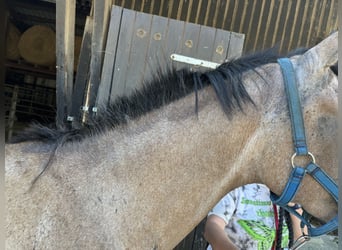 Arabian horses, Gelding, 3 years, 15,1 hh, Gray