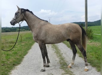 Arabian horses, Gelding, 3 years, 15,1 hh, Gray