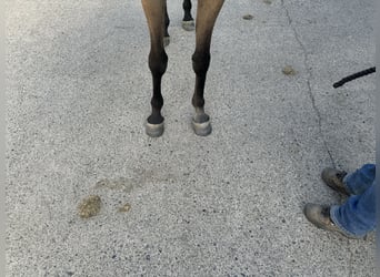 Arabian horses, Gelding, 3 years, 15,1 hh, Gray