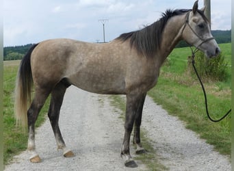 Arabian horses, Gelding, 3 years, 15,1 hh, Gray