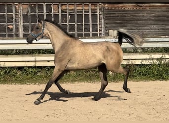 Arabian horses, Gelding, 3 years, 15,1 hh, Gray