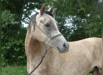 Arabian horses, Gelding, 3 years, 15,1 hh, Gray