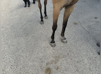 Arabian horses, Gelding, 3 years, 15,1 hh, Gray