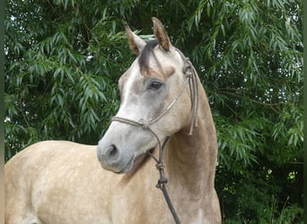 Arabian horses, Gelding, 3 years, 15,1 hh, Gray