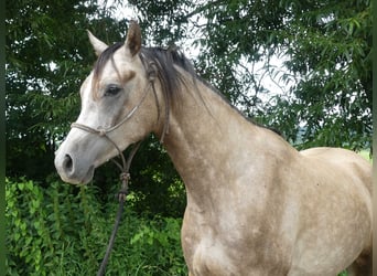 Arabian horses, Gelding, 3 years, 15,1 hh, Gray