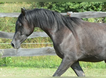 Arabian horses, Gelding, 3 years, 15,1 hh, Gray