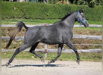 Arabian horses, Gelding, 3 years, 15.1 hh, Grey