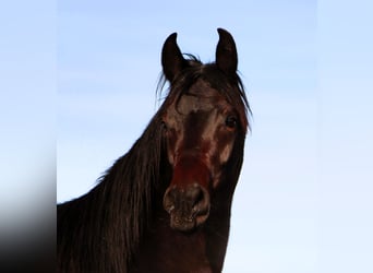 Arabian horses, Gelding, 3 years, 15,1 hh, Smoky-Black