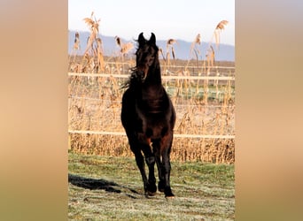 Arabian horses, Gelding, 3 years, 15,1 hh, Smoky-Black