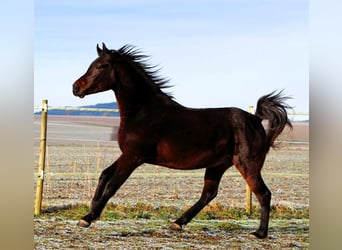 Arabian horses, Gelding, 3 years, 15,1 hh, Smoky-Black