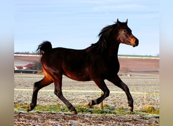 Arabian horses, Gelding, 3 years, 15,1 hh, Smoky-Black