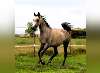 Arabian horses, Gelding, 3 years, 15.2 hh, Brown Falb mold Arabian horses, Gelding, 3 years, 15.2 hh, Brown Falb mold