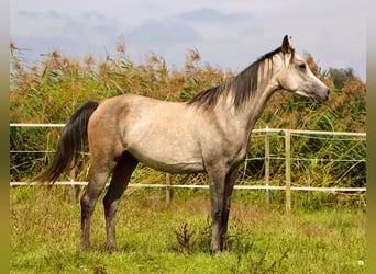 Arabian horses, Gelding, 3 years, 15.2 hh, Brown Falb mold Arabian horses, Gelding, 3 years, 15.2 hh, Brown Falb mold