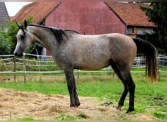 Arabian horses, Gelding, 3 years, 15.2 hh, Brown Falb mold Arabian horses, Gelding, 3 years, 15.2 hh, Brown Falb mold
