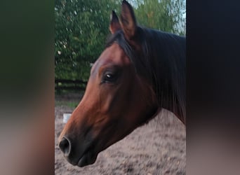 Arabian horses, Gelding, 3 years, 15.2 hh, Brown