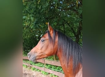 Arabian horses, Gelding, 3 years, 15.2 hh, Brown