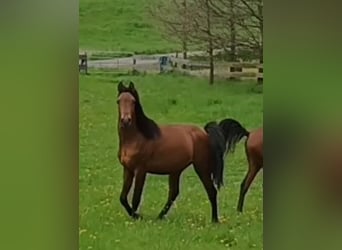 Arabian horses, Gelding, 3 years, 15.2 hh, Brown