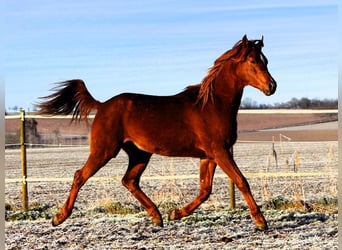 Arabian horses, Gelding, 3 years, 15,2 hh, Chestnut-Red