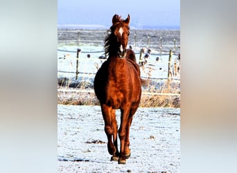 Arabian horses, Gelding, 3 years, 15,2 hh, Chestnut-Red