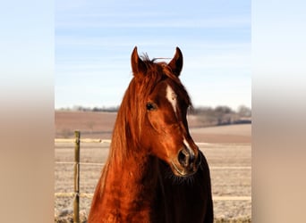 Arabian horses, Gelding, 3 years, 15,2 hh, Chestnut-Red