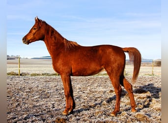 Arabian horses, Gelding, 3 years, 15,2 hh, Chestnut-Red