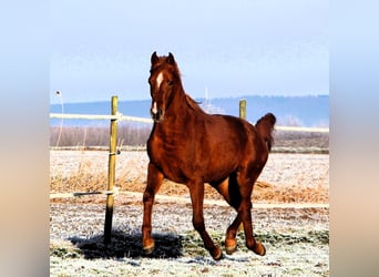 Arabian horses, Gelding, 3 years, 15,2 hh, Chestnut-Red