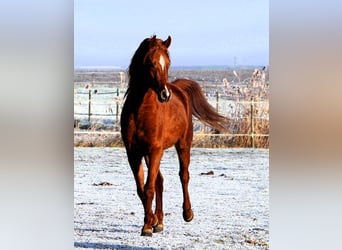 Arabian horses, Gelding, 3 years, 15,2 hh, Chestnut-Red