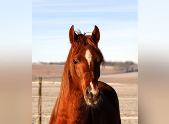 Arabian horses, Gelding, 3 years, 15,2 hh, Chestnut-Red