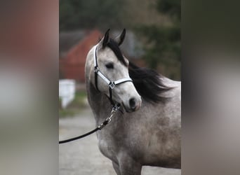 Arabian horses, Gelding, 3 years, 15.2 hh, Gray