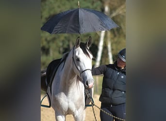 Arabian horses, Gelding, 3 years, 15.2 hh, Gray