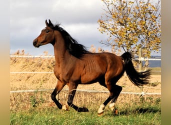 Arabian horses, Gelding, 3 years, 15 hh, Bay-Dark