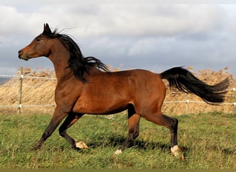 Arabian horses, Gelding, 3 years, 15 hh, Bay-Dark