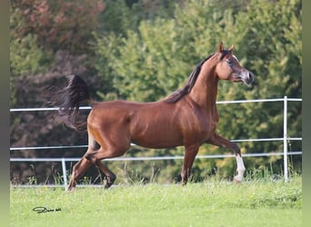 Arabian horses, Gelding, 3 years, 15 hh, Brown
