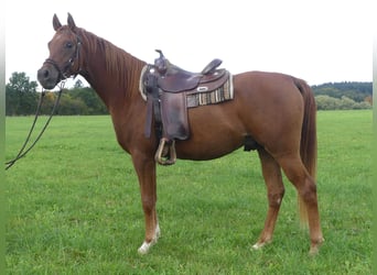 Arabian horses, Gelding, 3 years, 15 hh, Chestnut-Red