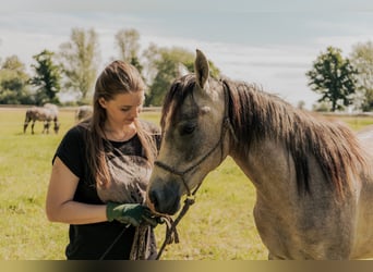 Arabian horses, Gelding, 3 years, 15 hh, Gray-Dapple