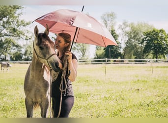 Arabian horses, Gelding, 3 years, 15 hh, Gray-Dapple