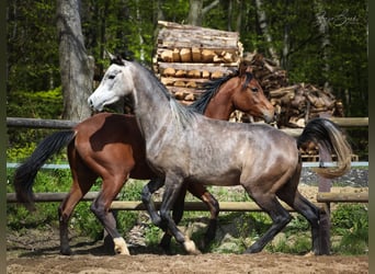 Arabian horses, Gelding, 3 years, 15 hh, Gray