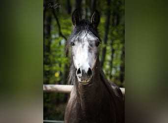 Arabian horses, Gelding, 3 years, 15 hh, Gray